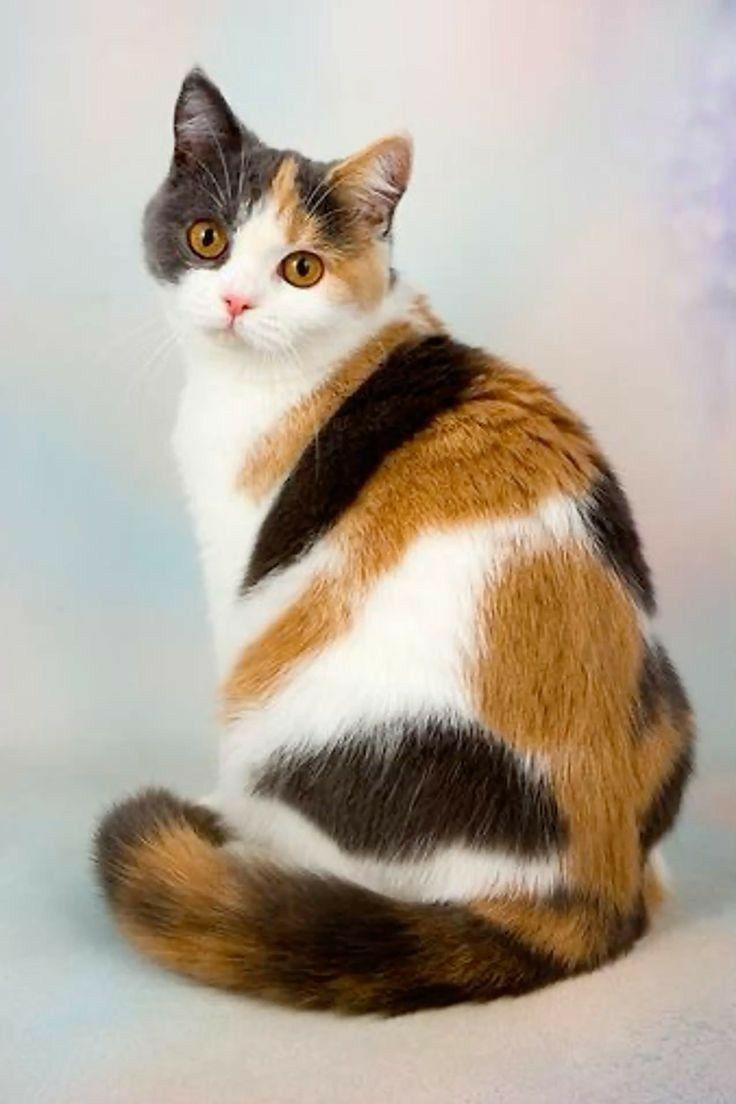 beautiful kitten wallpaper hd