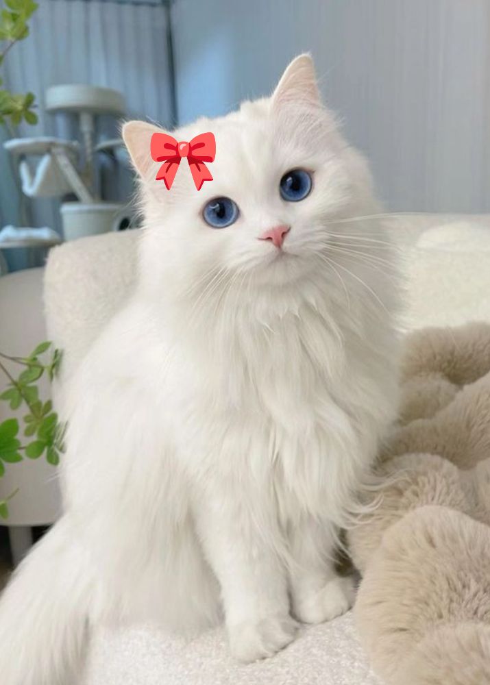 cute cat hd photos download