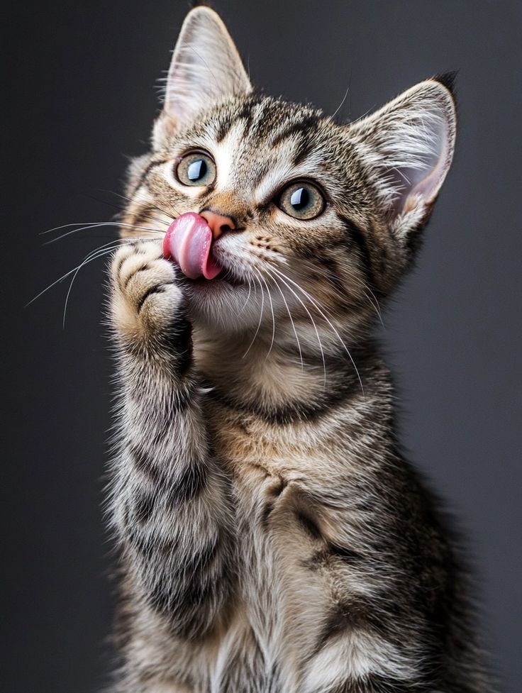 cute cat wallpaper k mobile